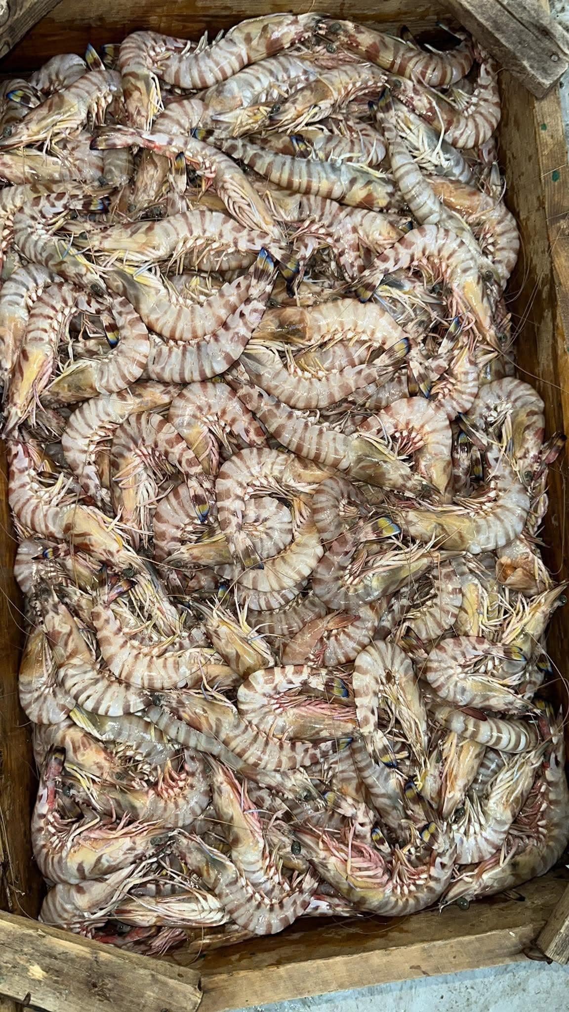 Port workers moving fresh catch